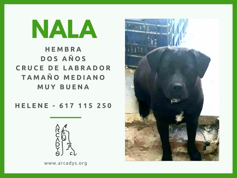 ¡¡Buscamos casa para Nala!! - arcadys.org/buscamos-casa-…