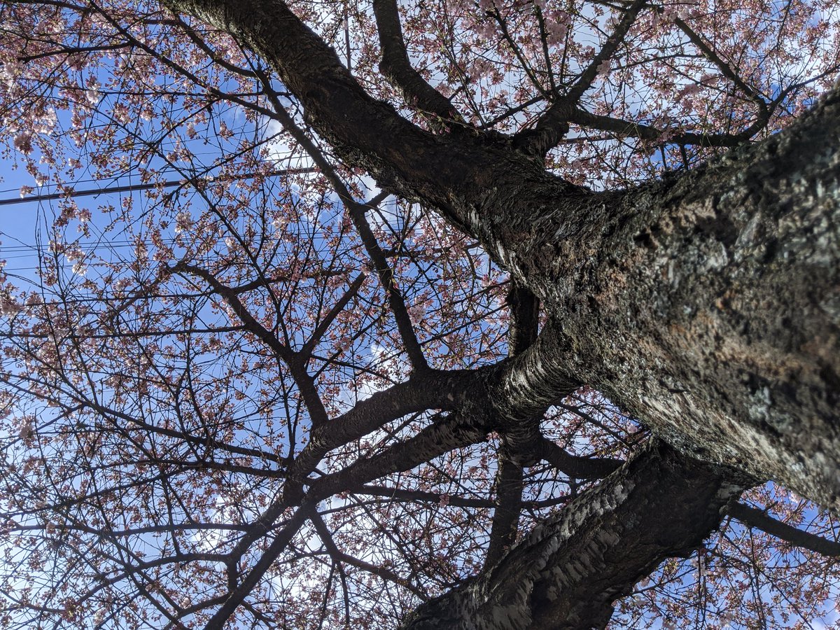 Sunny day today, so more of the flowers are coming out. Still a lot of buds, so peak density is probably a week or more away still.  #CherryBlossoms  #CherryBlossomDaily