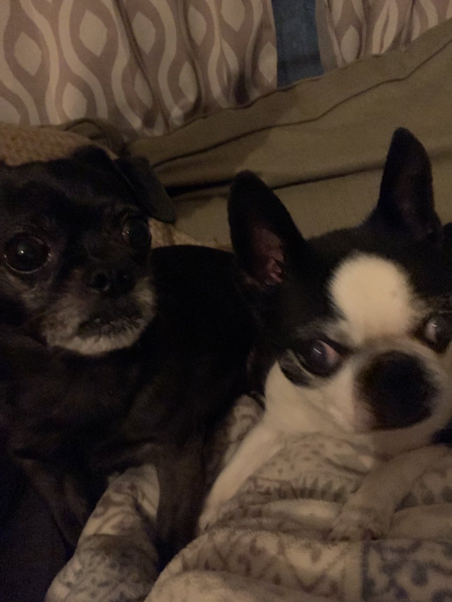 TrialByPhysics's tweet photo. @atlutdpup Bruce the black chug and Bailey the Boston Terrier https://t.co/RUVpo6MVel