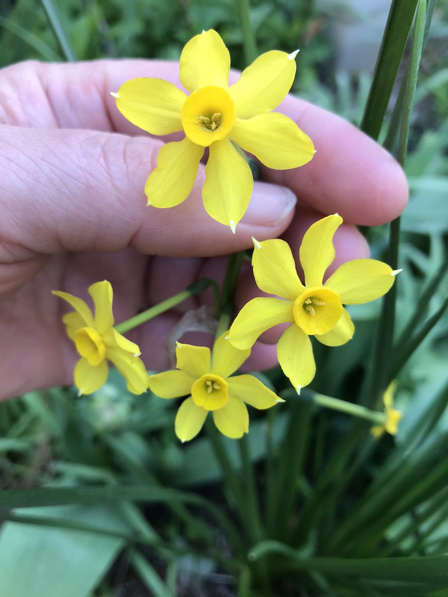 nath_et_isis's tweet photo. @GardenerGregthe Wonderful Greg👍#SharingSpring #Daffodils https://t.co/kWgV9DgVtb