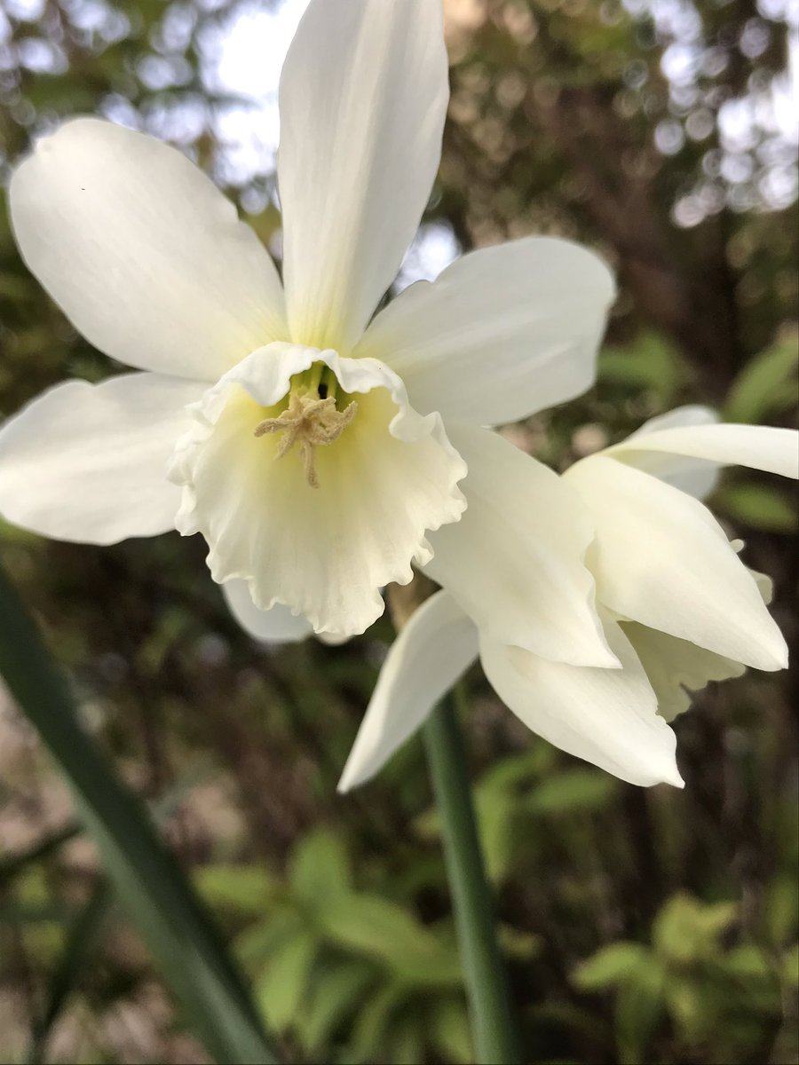 nath_et_isis's tweet photo. @GardenerGregthe Wonderful Greg👍#SharingSpring #Daffodils https://t.co/kWgV9DgVtb