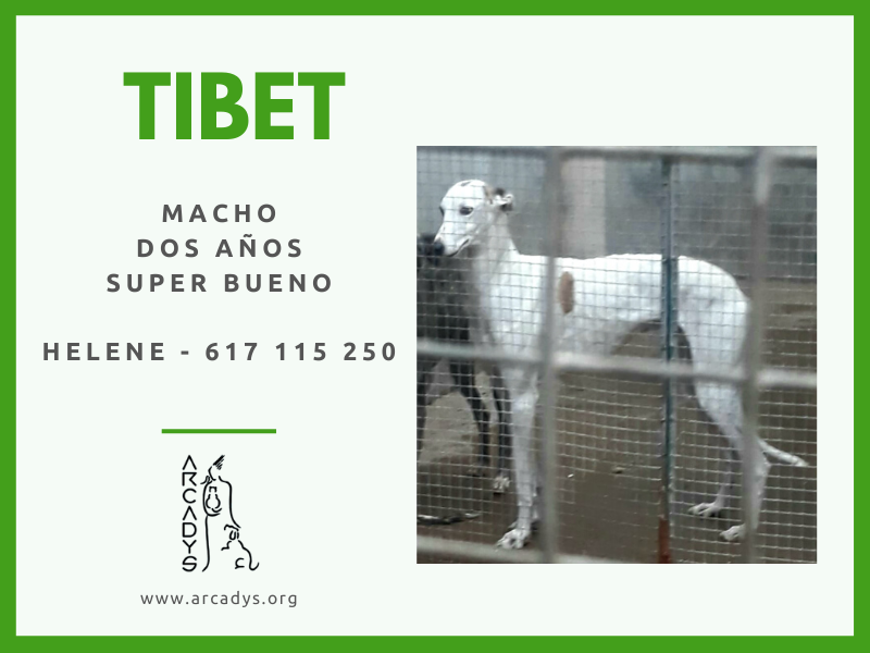 ¡¡Un hogar para Tibet!! - arcadys.org/un-hogar-para-…