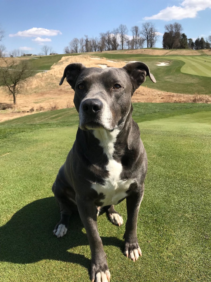 If you are a golf person please join the challenge of posting your fav golf photo. Just one picture, no description. Please copy the text in your status, post a picture and look at some great memories.