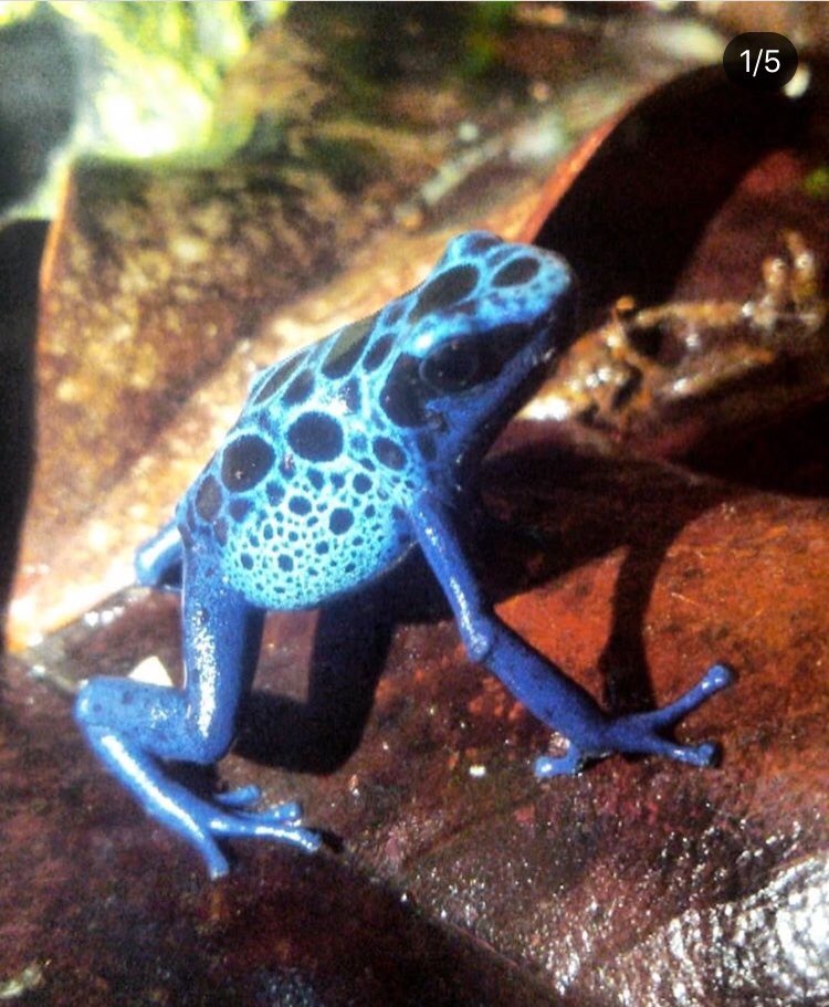 EstoEsPam's tweet photo. @OrtegaYeiber en cambio, pone los terrarios patas arriba y saca de paseo a DENDROBATES AZUREUS. “Esta vez vamos a darle de su propia medicina. Jugo y veneno del sapo más venenoso del amazonas”. Gracias @PabloAlejos10 #DirectoPAM https://t.co/NMFIMHGTRL