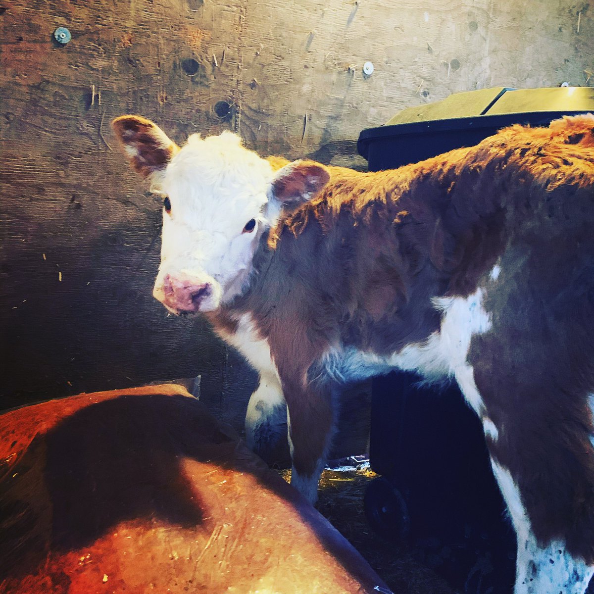 Lovin on or littles here at PVF!