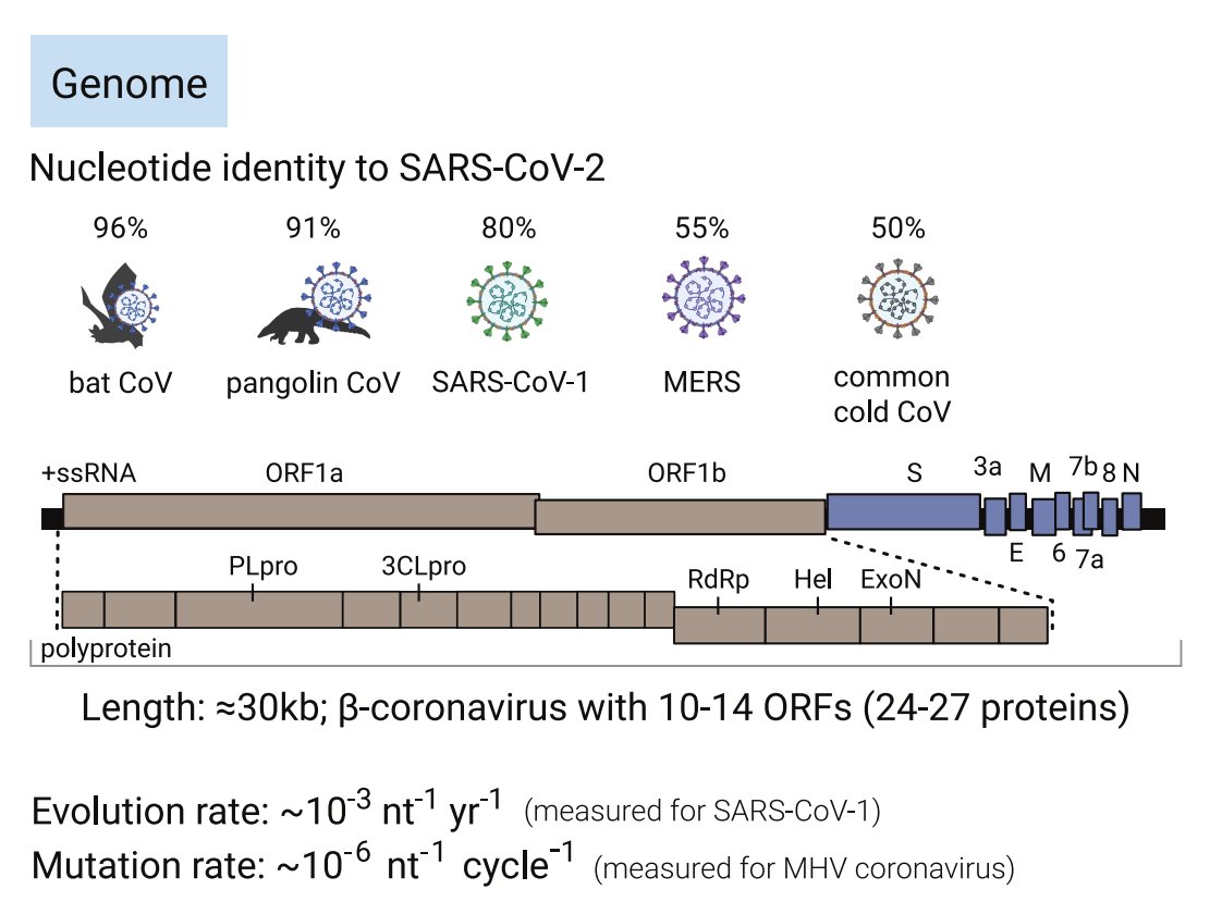 SARS-CoV-2 is a betacoronavirus, and part of the coronavidae family. These viruses have the biggest genomes of any known RNA viruses (≈30 kb). Coronaviruses have very low mutation rates for RNA viruses (≈1e-6 mutations/nt/cycle) because of a proofreading mechanism.