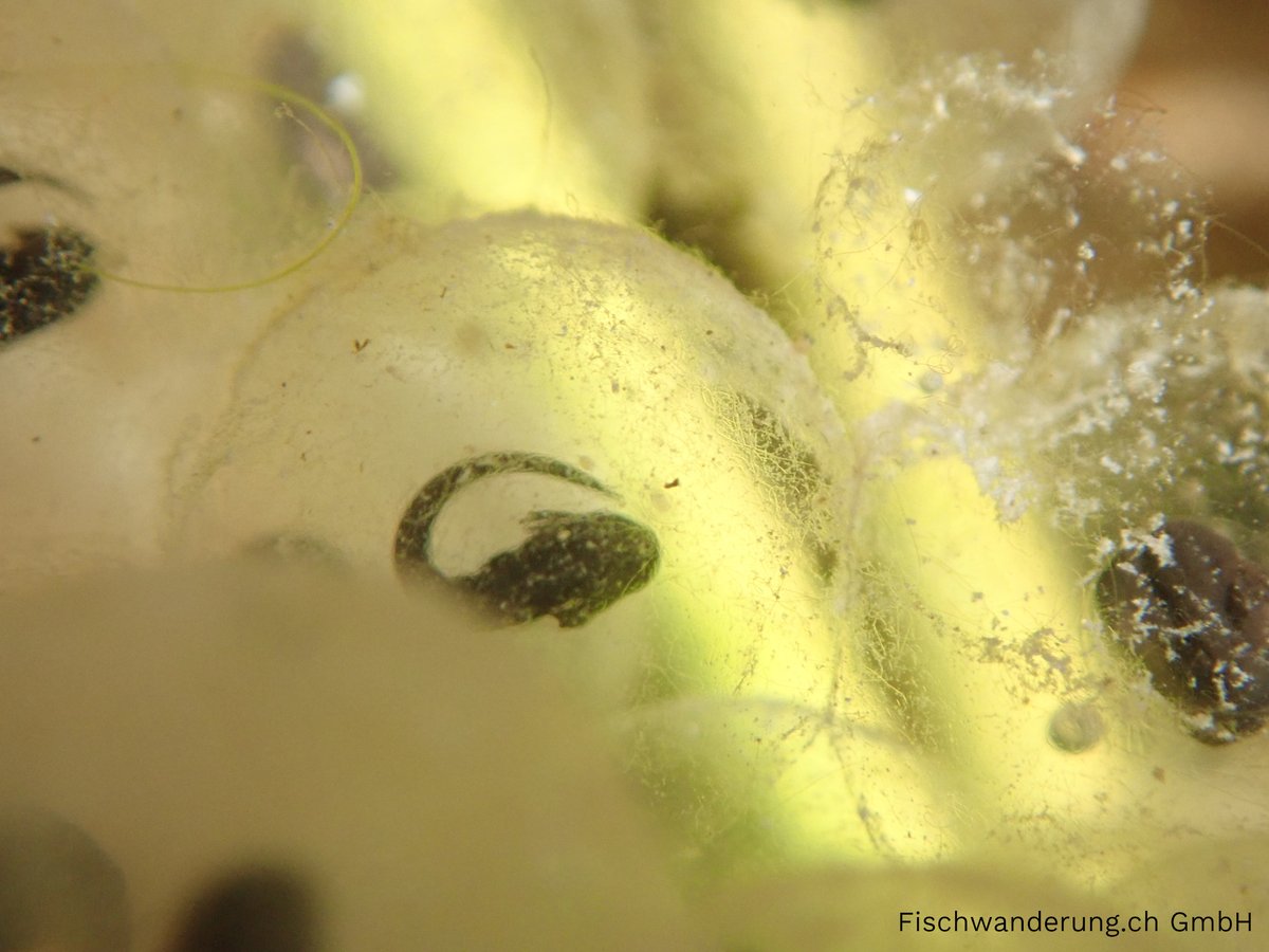 fischwanderung's tweet photo. #SpringtimeJoys #CommonFrog #RanaTemporaria
@FrogThePlanet https://t.co/0xjzY7Qf2n