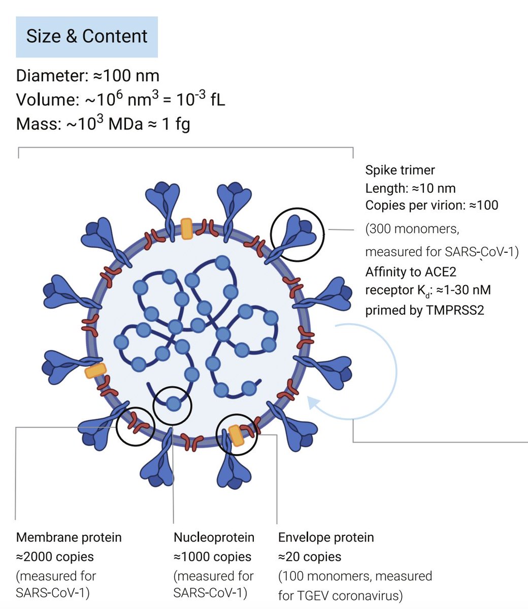 The viral particle is ≈100 nm in diameter and has a membrane envelope derived from host cell lipids. The most abundant structural proteins are a nucleoprotein (1000 copies) that packages the genome and a "spike" protein (300 monomers) that binds the human cell receptor ACE2.
