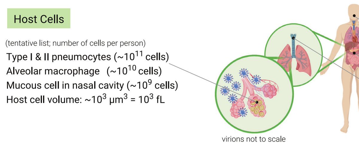 SARS-CoV-2 can infect the human respiratory system, and is thought to enter pneumocytes (type I and II, 1e11 cells) and alveolar macrophages (immune cells, 1e10 cells). With a volume of only ~1e-3 fL, the virus is a million times smaller than the cells it infects (~1000 fL).