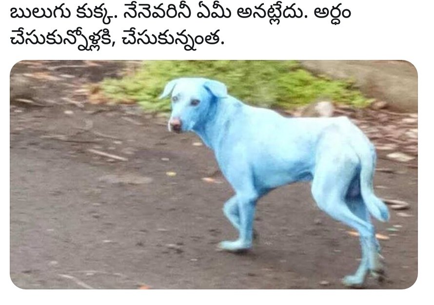 Почему собака синяя. Голубая собака. Синяя собака. Собака голубого окраса. Собака синего цвета.