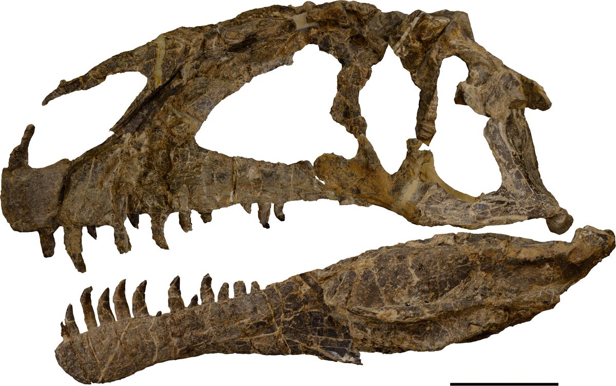 mefpatagonia's tweet photo. ¿JUGAMOS?🦕🦖
#MefPregunta ¿A qué dinosaurio pertenece este cráneo?🤔 1.Megaraptor
2.Amargasaurus
3.Asfaltovenator

Mañana compartimos la respuesta correcta!#MefEnCuarentena #SomosResponsables https://t.co/0ImkIggfOh