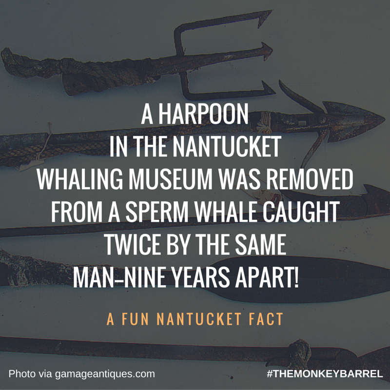 Look out for more of Nantucket's amazing fun facts! 🤓💡 #nantucket #funfact #themonkeybarrel #38surfside