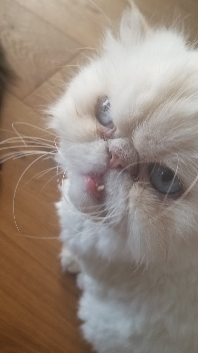 VetWinfield's tweet photo. Boris says, "I am social distancing from my bottom tooth" #Himalayan https://t.co/3AZELN5wQI