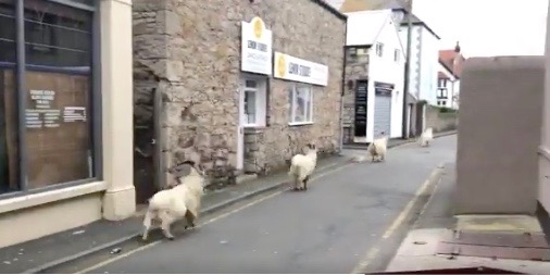 Gordon_Foggo's tweet photo. Goats socially distancing in Llandudno. https://t.co/B9lqGEnFHV