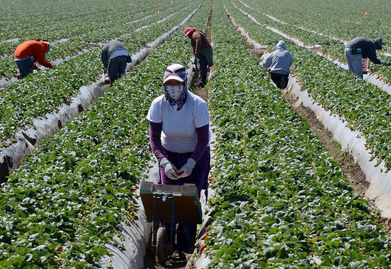 AsmJesseGabriel's tweet photo. Today, farm workers in CA are laboring under extremely difficult conditions to ensure we all have food on our table during this pandemic. We’re thinking of them as we honor the legacy of Cesar Chavez and his struggle for dignity, equality, and social justice.
#CesarChavezDay https://t.co/O6w2eVMvqe