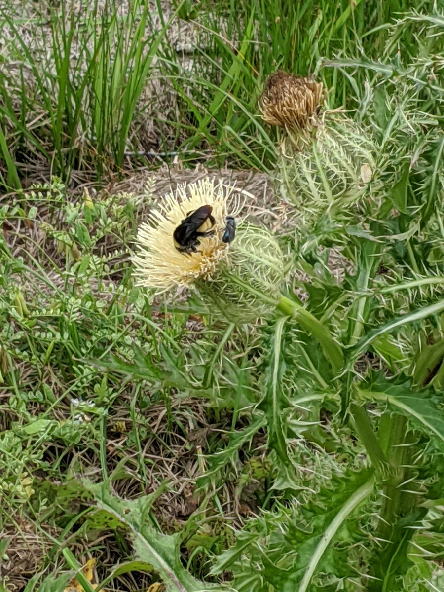 kelley_og's tweet photo. Exploring the trails at a park and seeing wildlife is one of our favorite outdoor activities. Today we saw a bumblebee and a deer! #ESE_SOAR challenge @HumbleISD_ESE https://t.co/Ay3fhWq26T