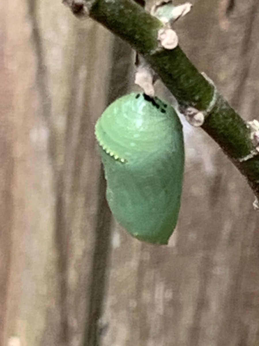 These caterpillars 🐛 have been devouring the leaves on my milkweed plants. Today, I discovered this chrysalis on a milkweed stem. <a href="/HumbleISD_ESE/">Eagle Springs Elem</a> <a href="/Humble_Science/">Humble ISD Elementary Science</a> #eseSOAR #BeTheLight What will you discover in your yard?