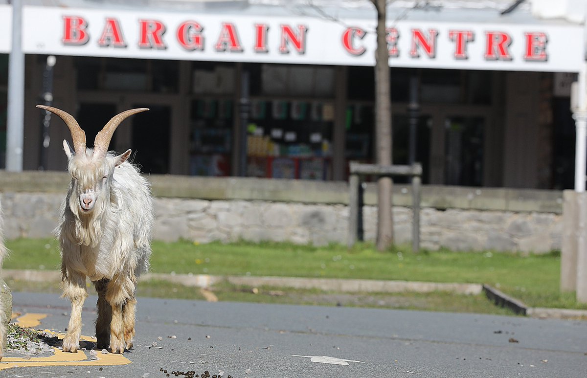 The Great Orme wild goats have caused quite a stir with their social distancing... #llandudno #goats #llandudnogoats #photography #northwales