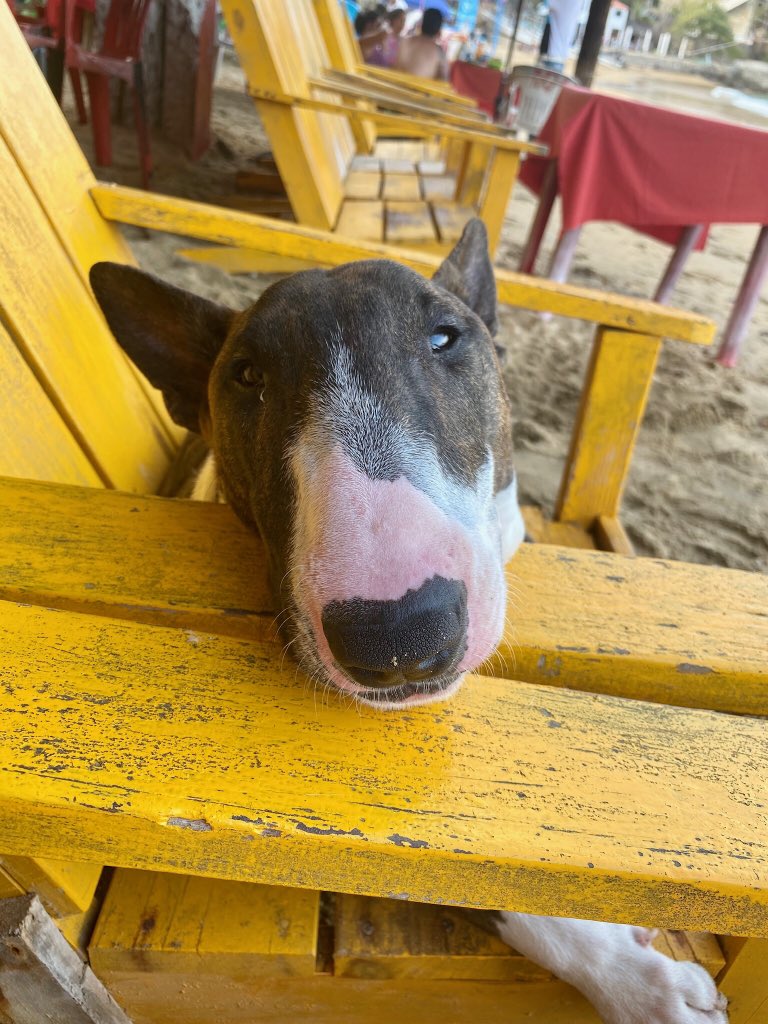 patorpatricia's tweet photo. Hey @Drake Carson and his devoted human @MCCabana (of Montreal) are stranded in Mexico because @AirCanada wouldnโt take Carson as promised. Can you help before the airspace closes? #HelpGetCarsonHome #COVID19 Yes Carson IS as sweet as he looks. @emmpicsyou @dowbboy https://t.co/n85nmTZyk6