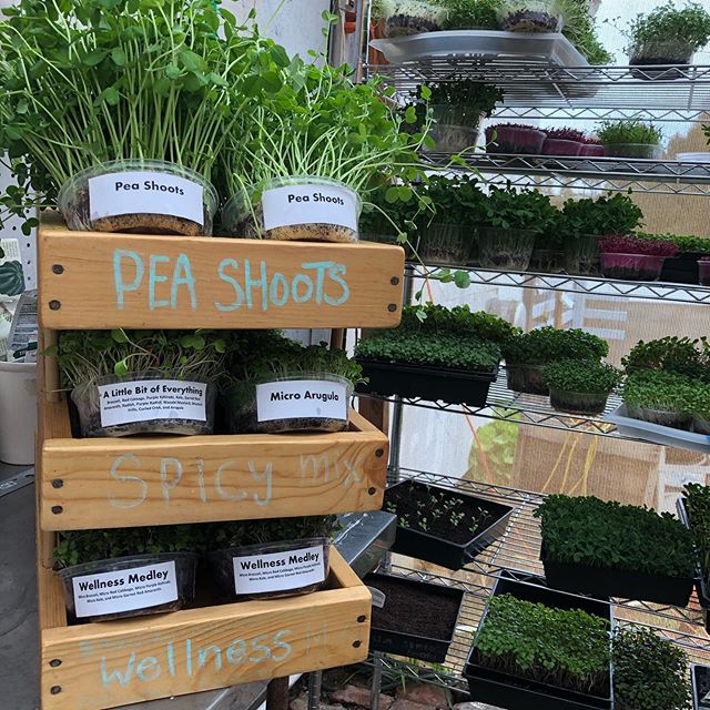 MicrogreenFarm's tweet photo. Getting the microgreens ready for https://t.co/yhXIvQ2IDN ! Did you get your order in yet? #microgreens #sandiego #knowyourfarmer #veganinsandiego #farmersmarket #sandiegofarmer #stayhealthy #delivery https://t.co/JWgO3w8ejy