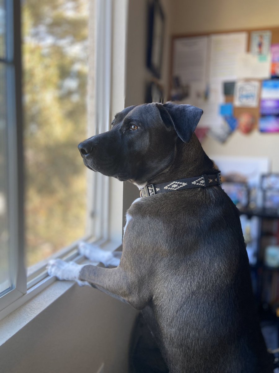 angie_fairbanks's tweet photo. My beautiful boy. #LifeWithKilo #RescueDogs #LifeWithDogs #TodaysEnvironment https://t.co/vghEFedH5O