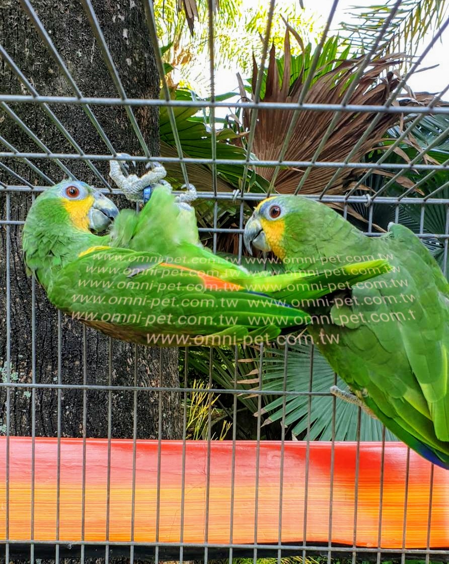 omni_th's tweet photo. Mealy Amazon(อเมซอนมิลลี่) &amp; Orange-Winged Amazon(อเมซอนออเรงวิง) https://t.co/iD8PnFmcR9