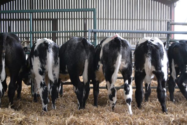 GenusABS's tweet photo. Add value to the calves born at the end of your Spring Block herd with Beef InFocus. For more than 40 years we've tested beef sires on dairy herds to build a robust data set &amp; make continuous genetic progress. #BlockCalvingGenetics #BeefInFocus https://t.co/ZGh9aGeYCe