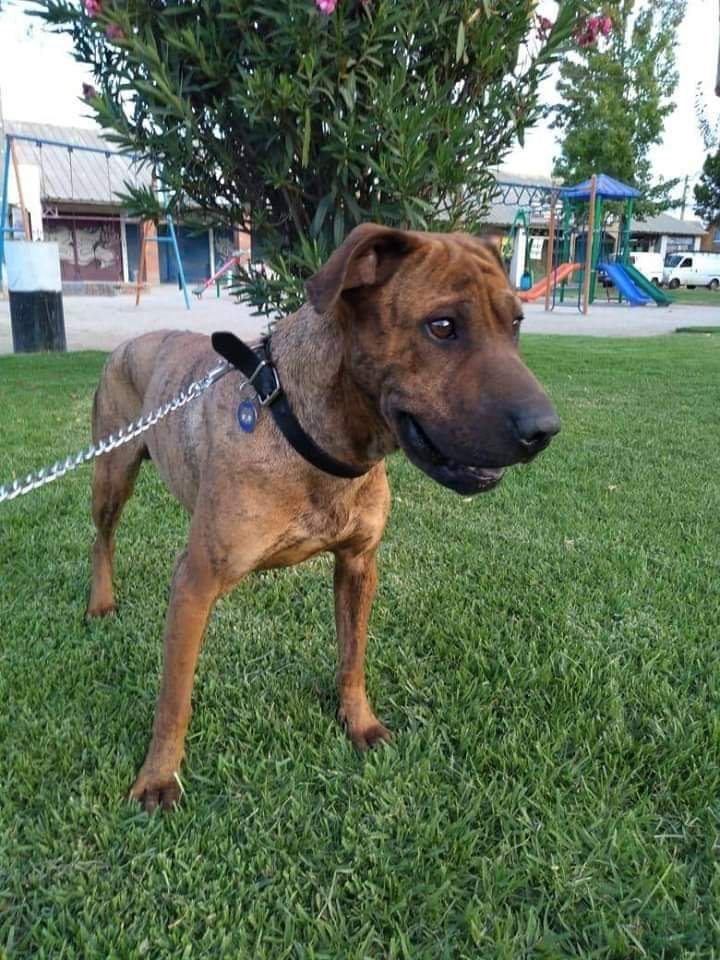 APOLO NECESITA AYUDA PARA SU COMIDA 
Apolo necesita alimento hipoalergenico! 
Es por esto que necesita donaciones monetarias para ayudarnos a costear este alimento🐾
Cualquier aporte es siempre bien recibido para alimentar a este hermoso perrito 💕