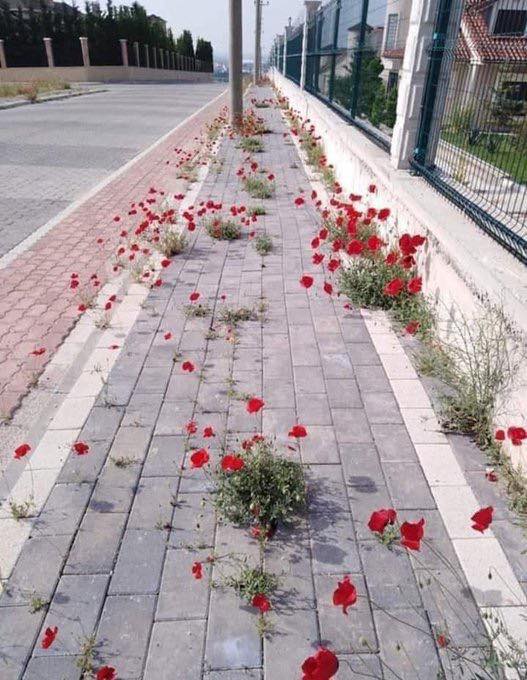emelay9's tweet photo. Doğa, kendisine yapılan kötülüğü '1 hafta' eve çekilen insanlara böyle gösterdi!
#EvdeKalTurkiye https://t.co/30jziVE8nc