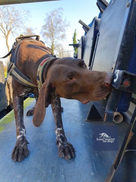 Scentimprint's tweet image. EDD Bill #bombdog #explosivedetectiondog #searchdog #workingdogs #k9handler #stadion #dogtraining #gsp #scentimprintfordogs #sifd