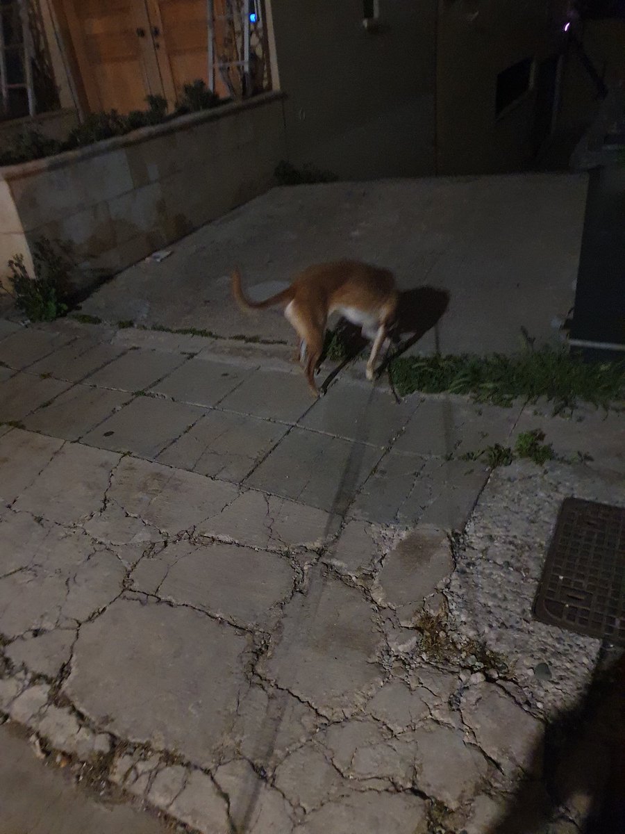 Αυτές τις μέρες με παίρνει βόλτα ο σκύλος...