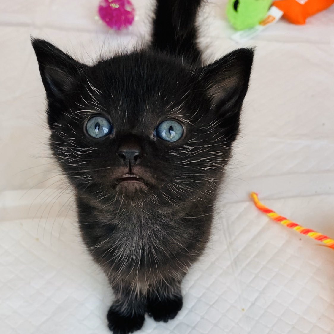 NCLDogCatSheltr's tweet photo. Weโd just like to take the opportunity to say a huge THANK YOU to all of our amazing supporters - you are all incredible ๐
Weโve been absolutely blown away by your kindness, generosity and love for animals and we are truly grateful for every donation, like, comment, share ๐ฅฐ https://t.co/ch9VHbBmRP