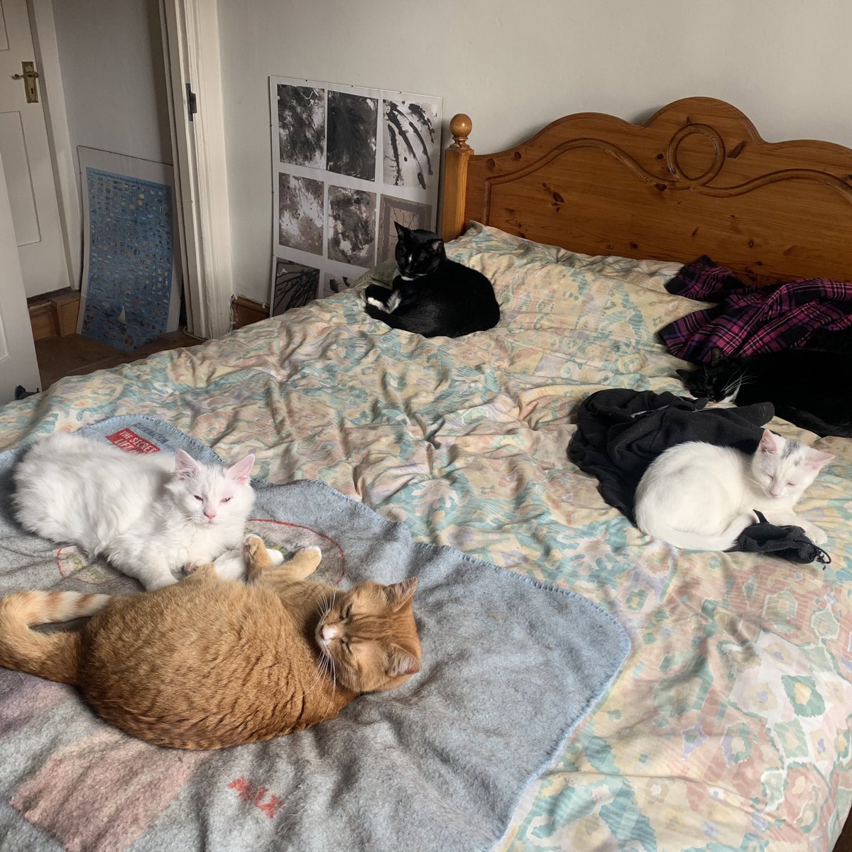 Cats_Rule_OK's tweet photo. This is a typical day 😺😺😺😺😺 #Cats #CatsOnTwitter #Kittens https://t.co/ZrCBsaTfnK