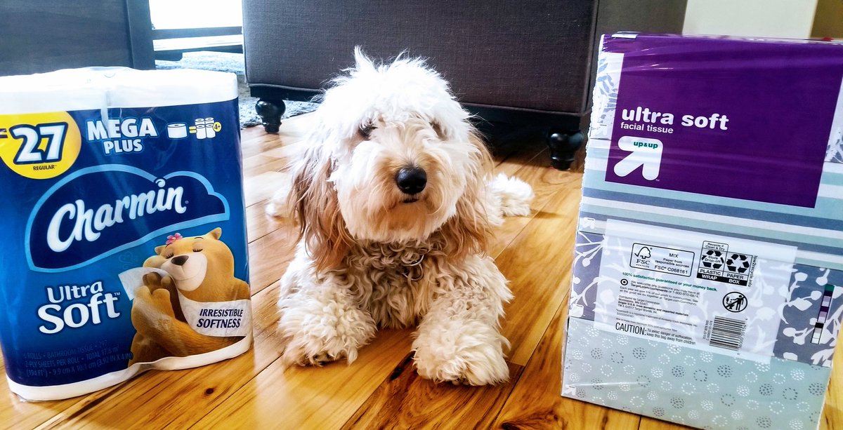 KellyConroy123's tweet photo. #targetwin
#guarddog
#tp #toiletpaper
#chewythedog
#puppy
I'm not bored... https://t.co/ePZXFsID6Q