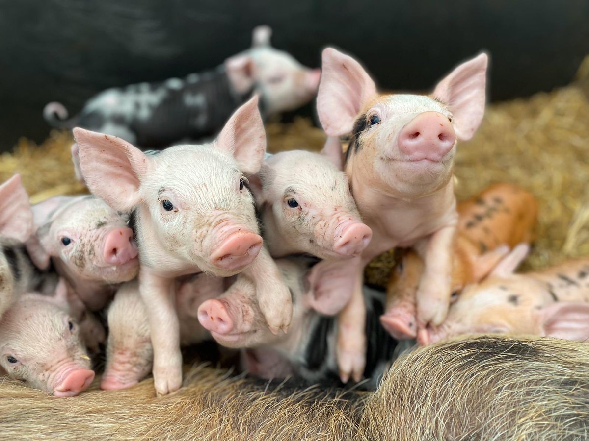 HattonWorld's tweet photo. Some lovely piglets to brighten up your Tuesday evening 🐷 oink oink        #Piglets #Pigs #Farm #Warwick #HattonWorld #OinkOink https://t.co/4yAqC7iWBx