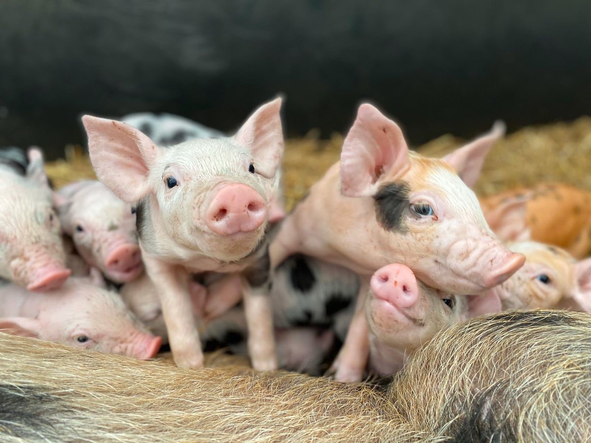HattonWorld's tweet photo. Some lovely piglets to brighten up your Tuesday evening 🐷 oink oink        #Piglets #Pigs #Farm #Warwick #HattonWorld #OinkOink https://t.co/4yAqC7iWBx