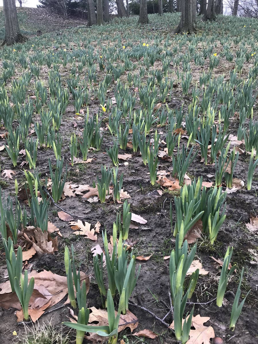 LakeViewCem's tweet photo. Our Grounds are beginning to show signs of (plant) life! We're just a few warm weekends away from a yellow explosion on Daffodil Hill. #LakeViewCemetery #SpringinCLE https://t.co/skxRYbSTKn