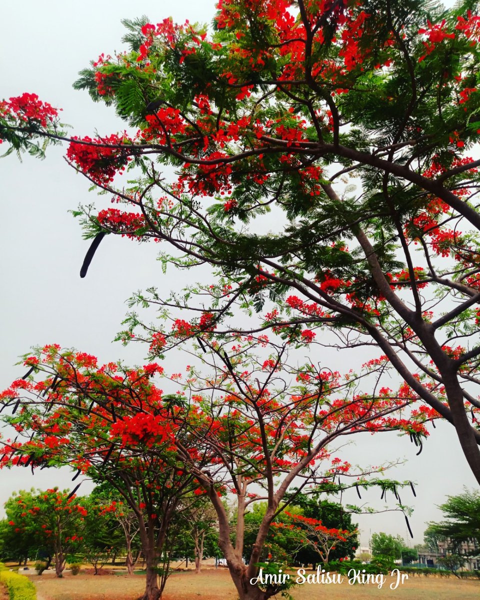 3alienabductee's tweet photo. Me out here trying to appreciate nature and perfecting my photography skills because of my daughter.😁😂😁
@tecnomobileng you people should make me your ambassador as you lunch the new #camonxpro camera is still lit.
#Camon15Launch https://t.co/Mr6lNJrJIM