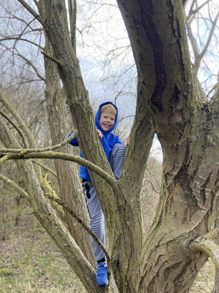 Thompson2Claire's tweet photo. @ernehaleclass5  tree climbing today on our daily exercise https://t.co/KIIRa6NLgr