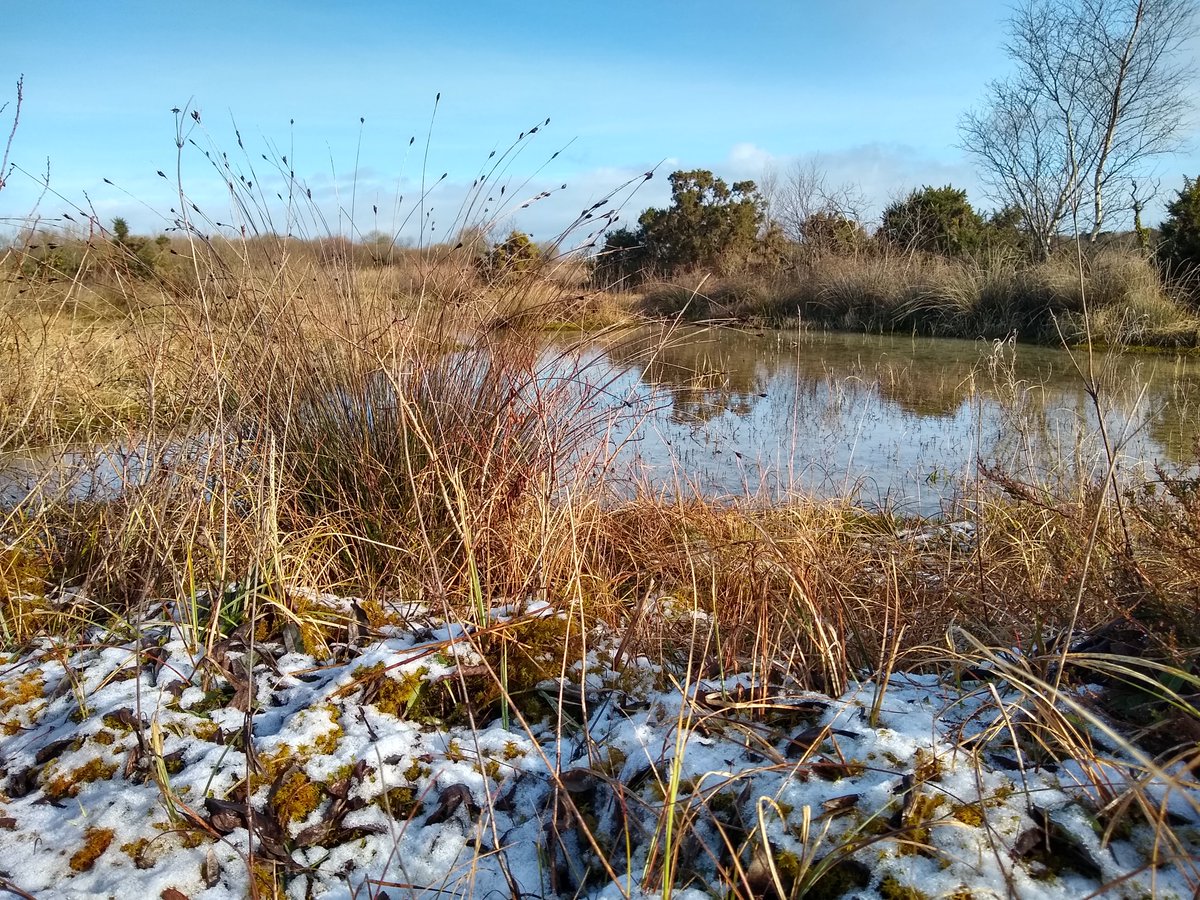 EcoTcd's tweet photo. 3/8: Schoenus Nigrigans and snow covered brown moss on a sunny day.
#ecology #hydrology #wetland #conservation #Ballymore #irishmidlands #fen #moss #ecohydrology #biodiversity #epaireland #npws #wetlandconservation #research #phd #sampling https://t.co/Ge6wfhDChm