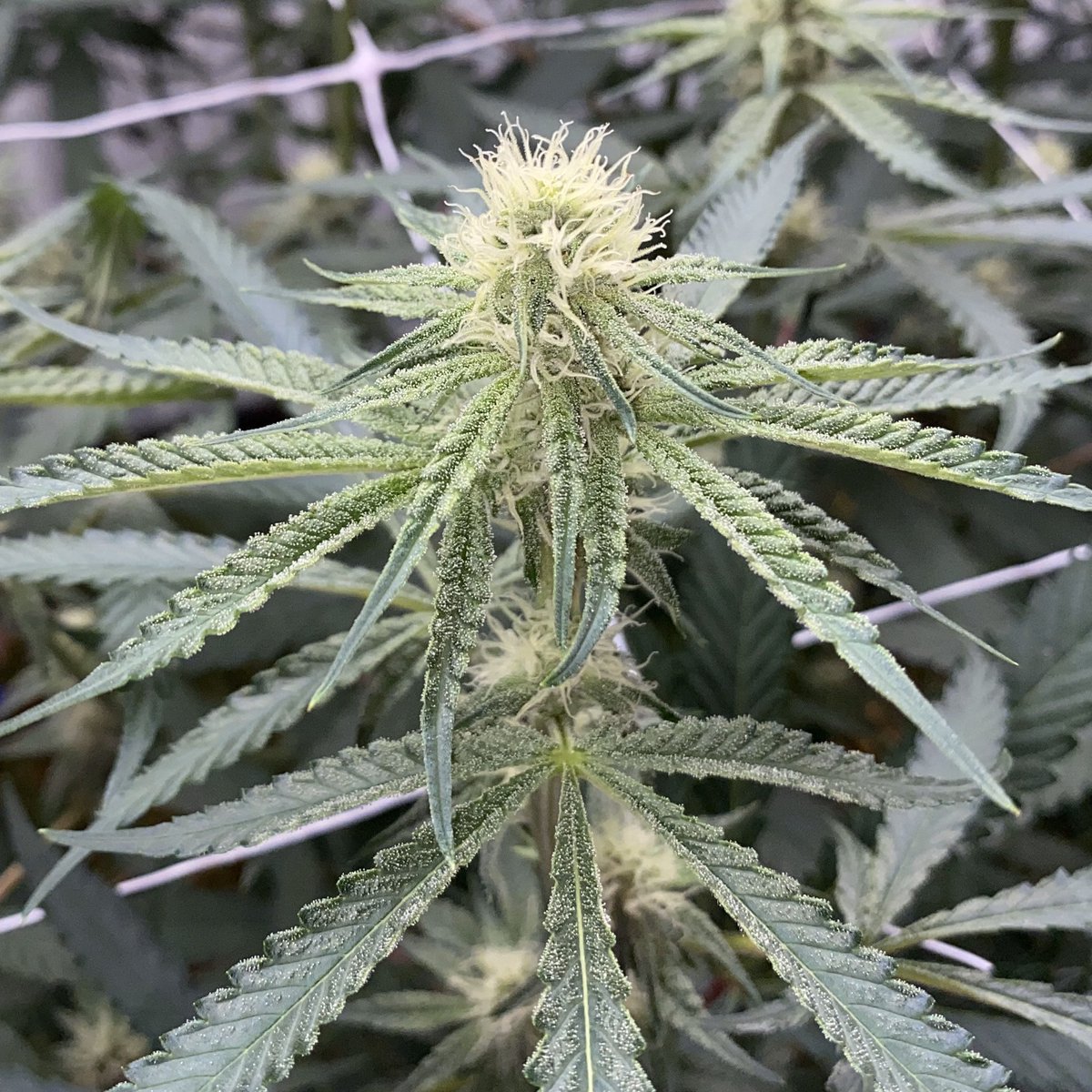 GLPNV's tweet photo. Next level frost coming in on this lady! Thankfully we’ve been approved for ice water separation and we’re close to finishing the construction! #glp solvent less bubble hash coming soon! #greenlifeproductions #dempure #cleangreencertified #certifiedkind #fohseled @reallycannarado https://t.co/VCPeSP9aTn