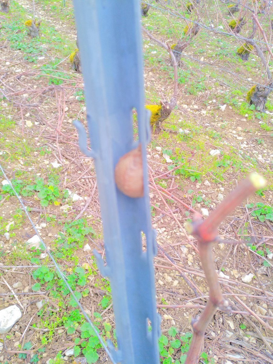 champcothias's tweet photo. Dans la série biodiversité, je suis......un nid de mante religieuse. https://t.co/VKZdoX5L9k