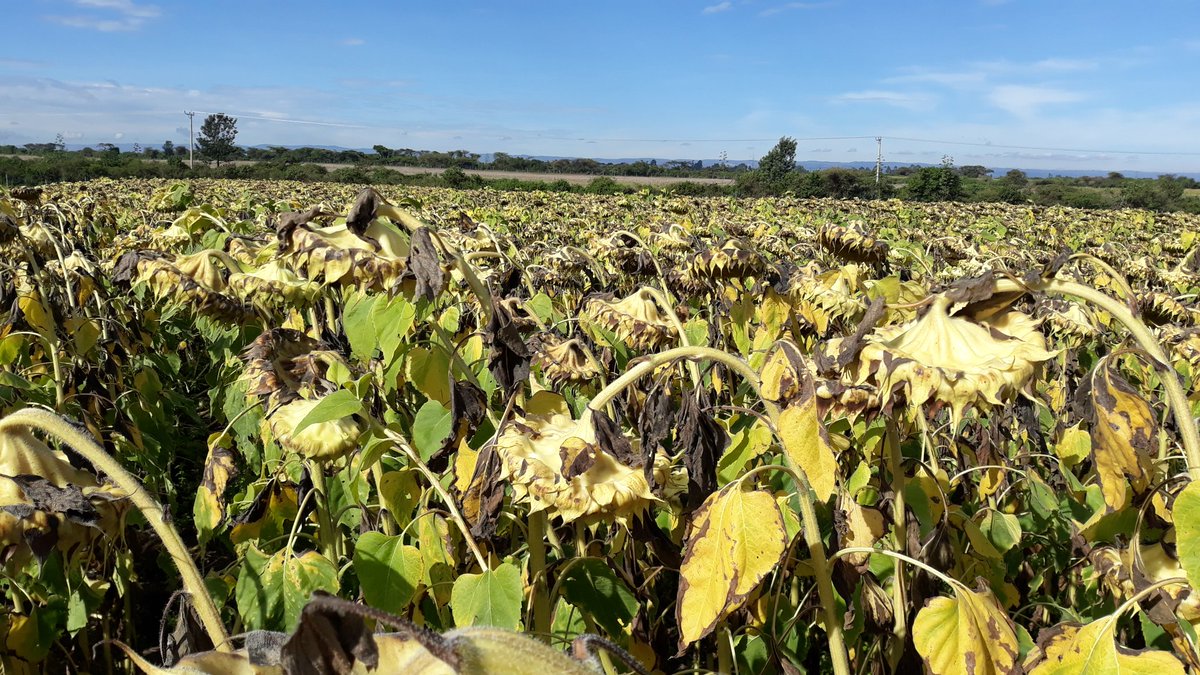 David_Agronomy's tweet photo. Reassuring to see Kenya has a home-grown cooking oil industry in these turbulent times, such a vital food ingredient #homegrown #FullyTraceable #Canola #Sunflowers https://t.co/BIIkd0FfVb