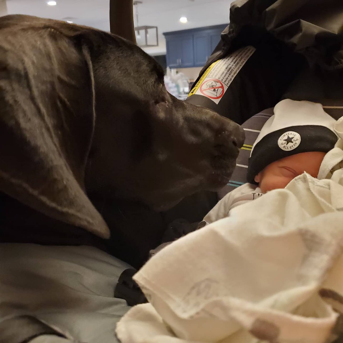 ChelseaAnnie13's tweet photo. @johnkrasinski I had my first child during this crazy time and got to introduce him to his new best friend. #sgn https://t.co/QDE5JWWjnm