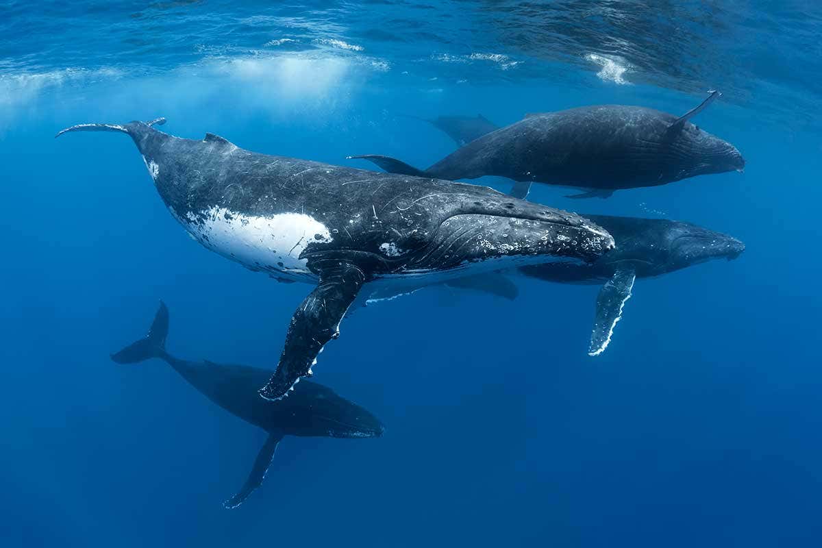 Gryphon_Science's tweet photo. Whale, Whale, Whale...Did you know this: Antarctic killer whales migrate to warmer waters to allow them to shed their skin?

https://t.co/ZbFfu6PGeh https://t.co/zu6UcfVlvz