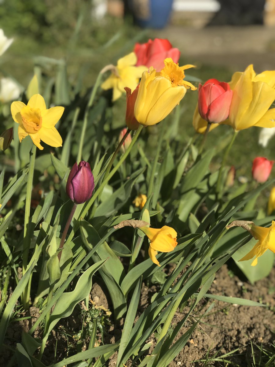 Day 9 of positives  I’ve been on a home day from work today, used that time to crack on with some of my NVQ so at least I still felt productive. Took a nice walk around the village again and it’s so nice to see the  are blooming in all that is going on around us.