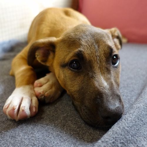 TEARS Animal Rescue tweet media