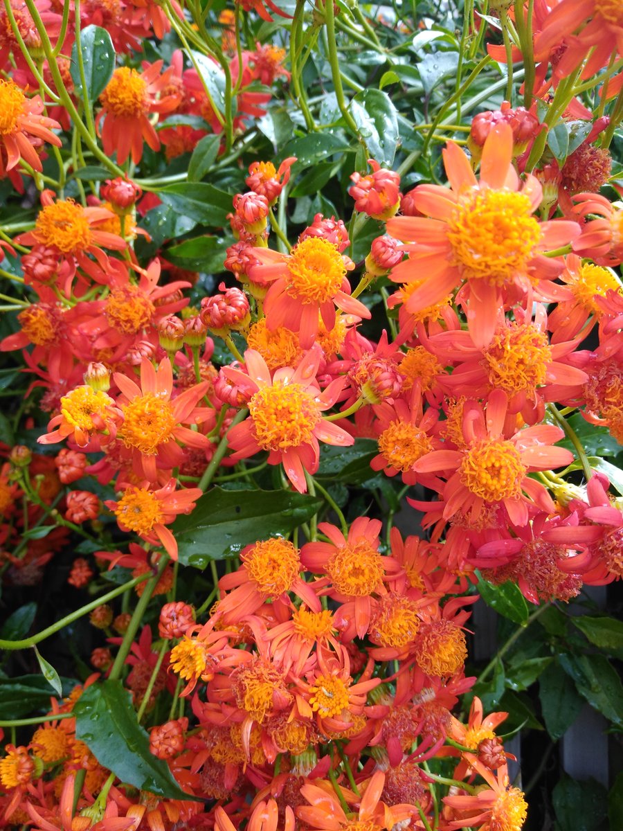 Senecio confusus blooming today in the Garden !