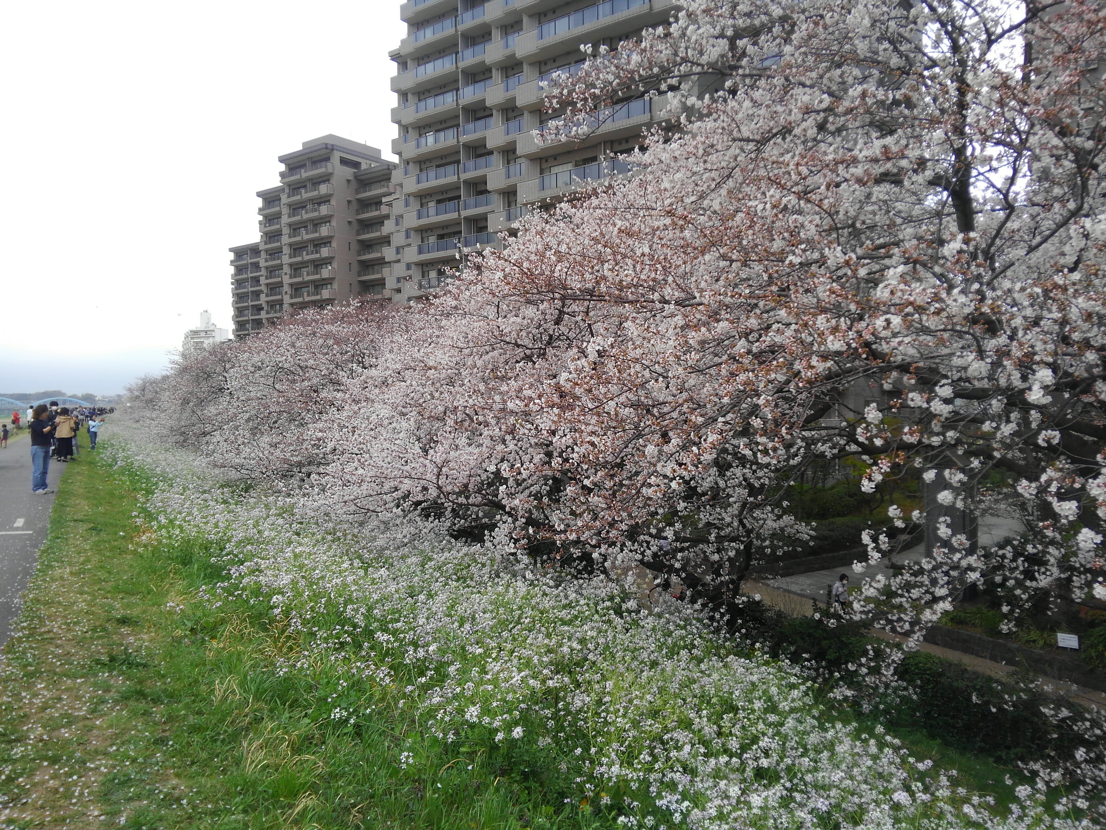 S Takaoka 今春も 大田区 多摩川のガス橋 キヤノン本社付近の 桜 がきれいです 東京高校付近まで続く約1kmの桜並木 堤防の道沿いに咲いているのは ハマダイコンの花です T Co Lsius81wsa Twitter