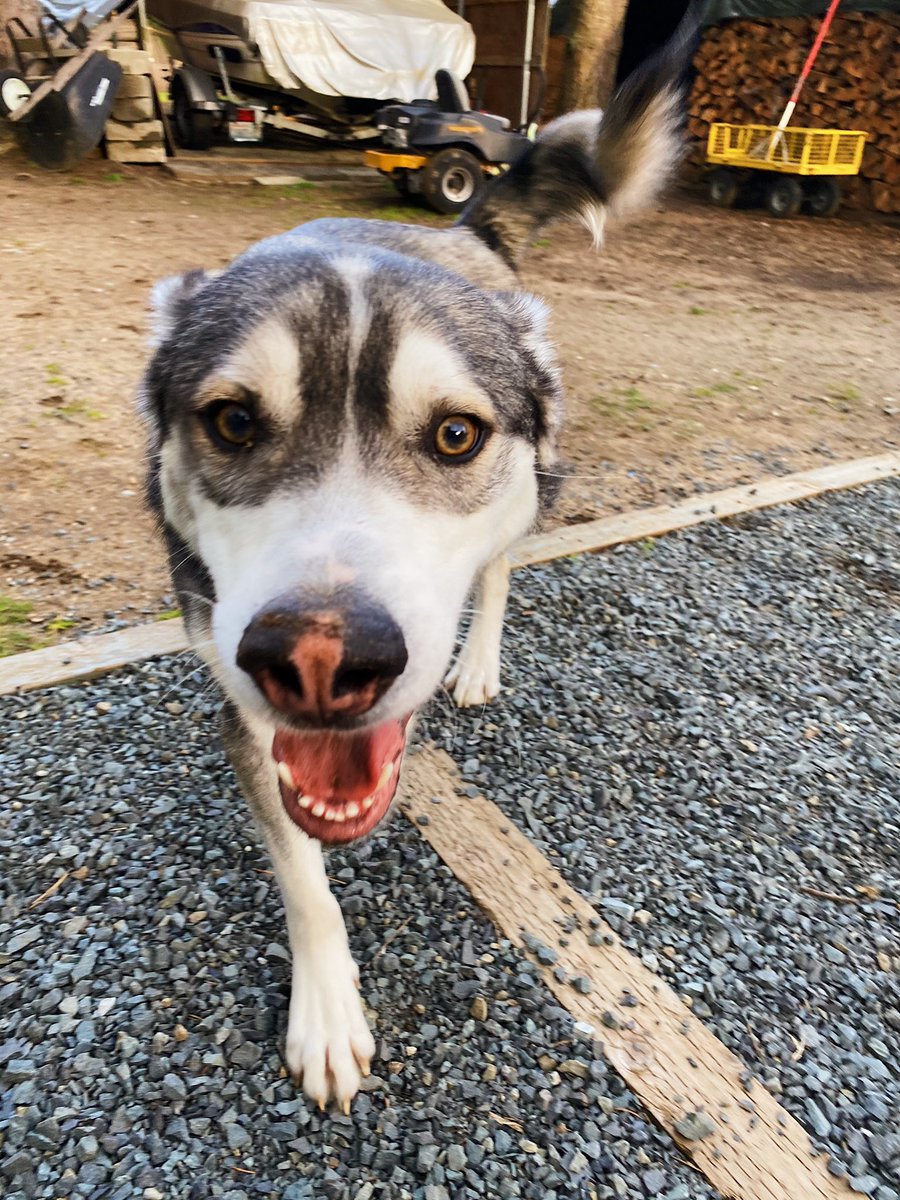 KNSnyder's tweet photo. a picture to brighten your day! he just got done digging a hole my dad is not happy 🙊 https://t.co/2voOWluqQA